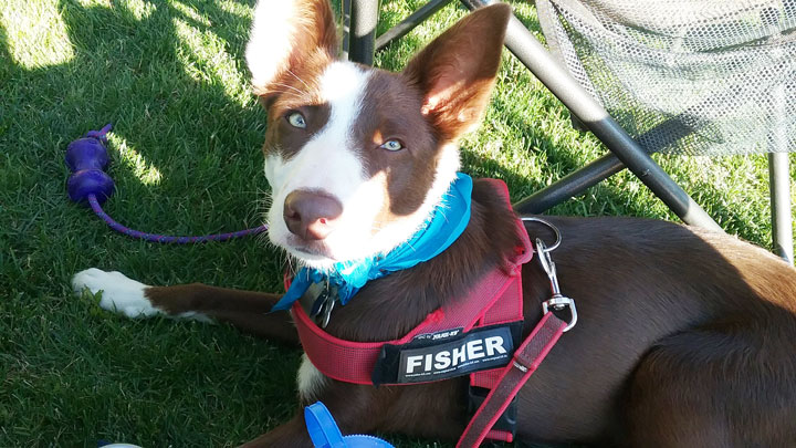 Aubrey's Dog Fisher