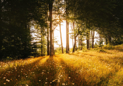 CQL and gratitude
