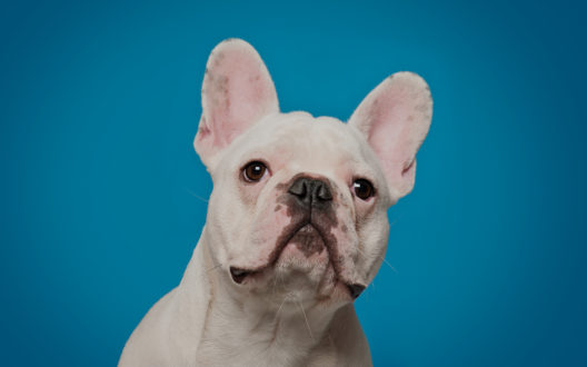 PetSmart case study