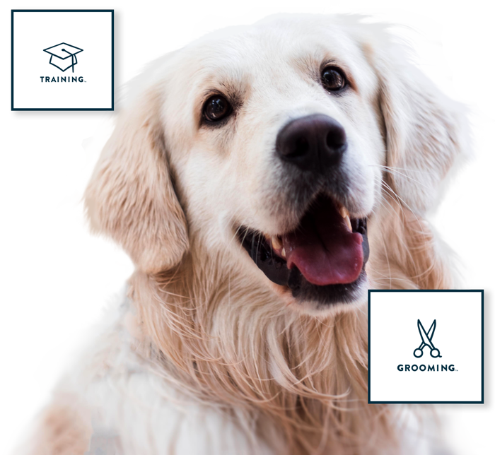 Petsmart ceo picture