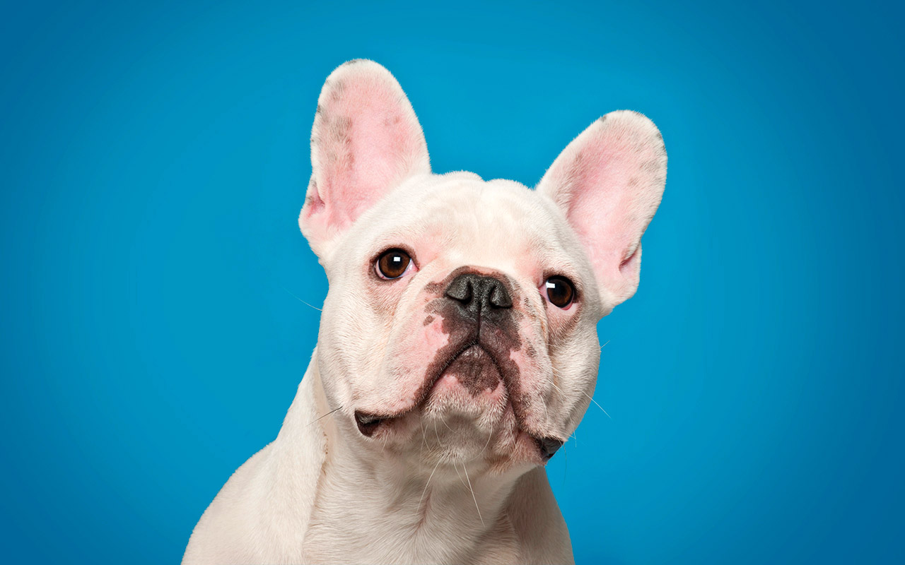 Petsmart